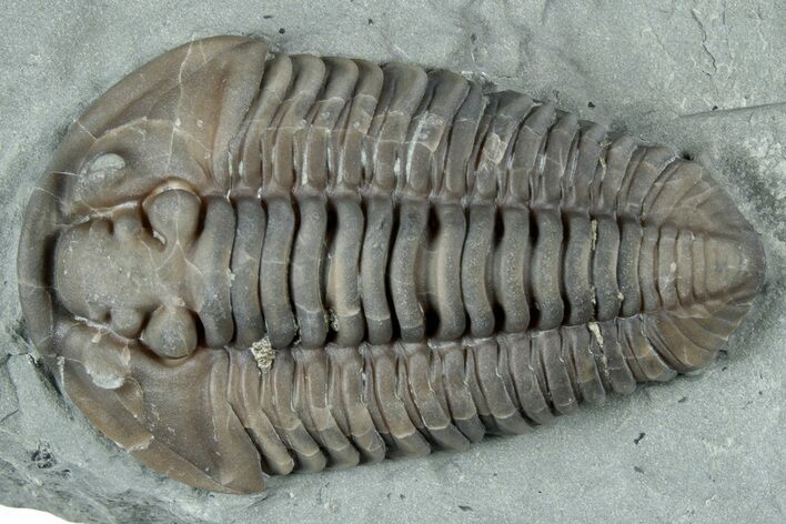 Prone Flexicalymene Trilobite - Mt Orab, Ohio #329794